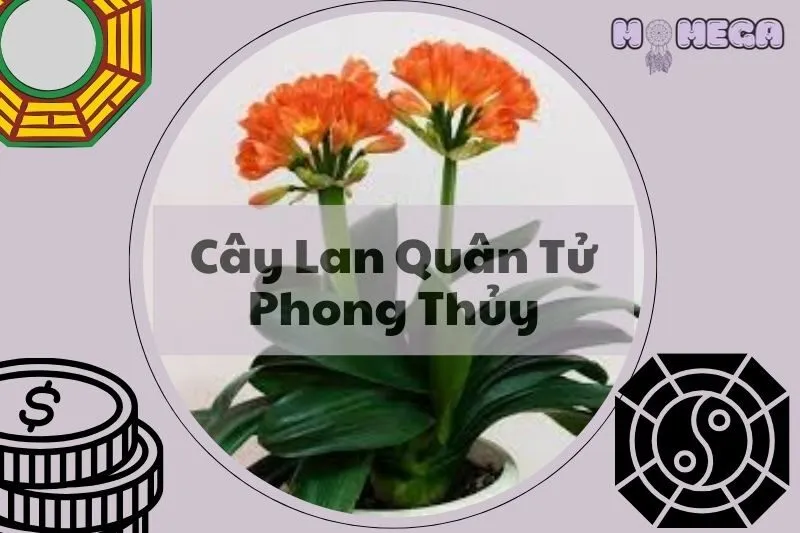 cay-lan-quan-tu-phong-thuy-y-nghia-cach-dat-va-cham-soc-dung-cach
