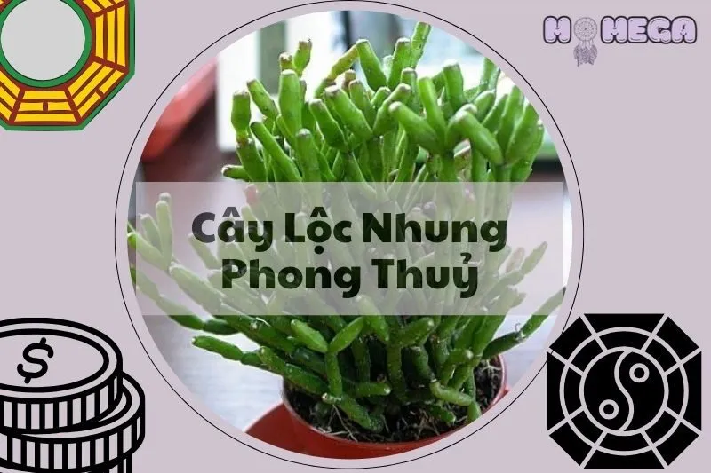 cay-loc-nhung-phong-thuy-y-nghia-hop-menh-gi-cach-cham-soc