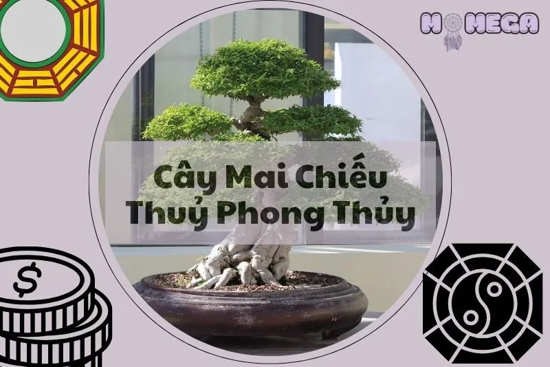 cay-mai-chieu-thuy-phong-thuy-y-nghia-cach-trong-va-cham-soc-dung-cach