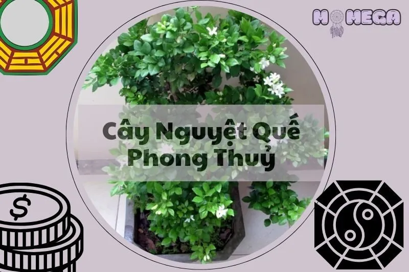 cay-nguyet-que-phong-thuy-y-nghia-cach-trong-va-cham-soc-dung-cach
