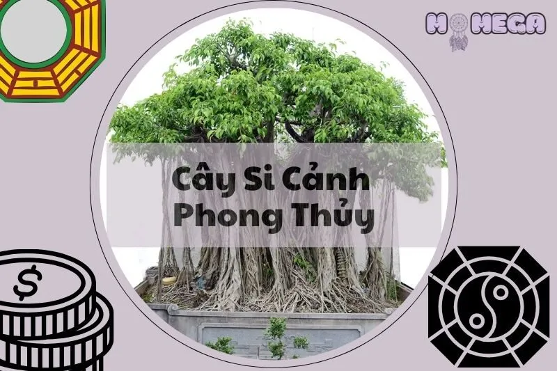 cay-si-canh-phong-thuy-y-nghia-cach-trong-va-cham-soc-hieu-qua