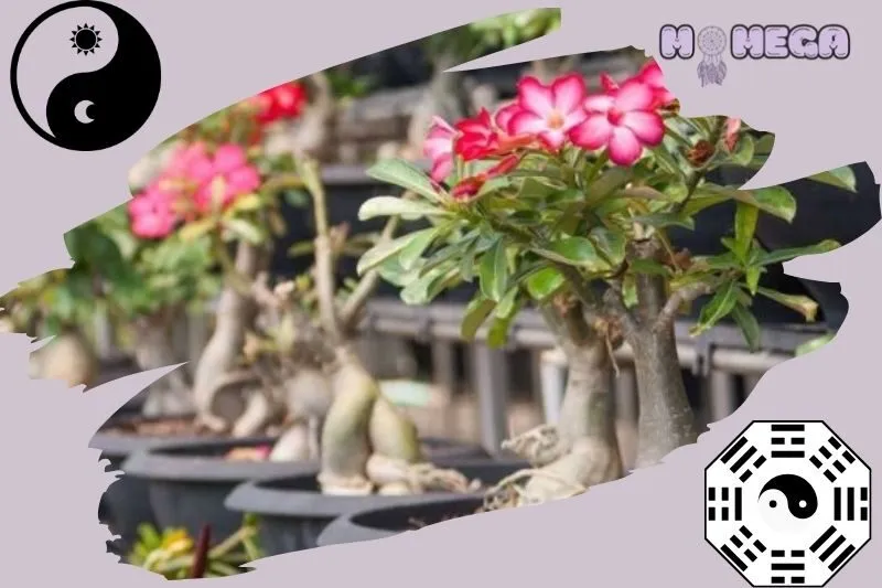 cay-su-thai-bonsai-co-gia-bao-nhieu