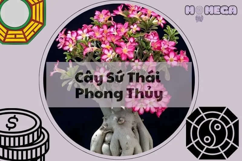 cay-su-thai-phong-thuy-y-nghia-cach-trong-va-cham-soc-dung