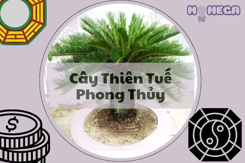 cay-thien-tue-phong-thuy-y-nghia-cach-trong-va-cong-dung
