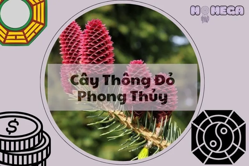 cay-thong-do-phong-thuy-y-nghia-cach-trong-va-tac-dung-thuc-te