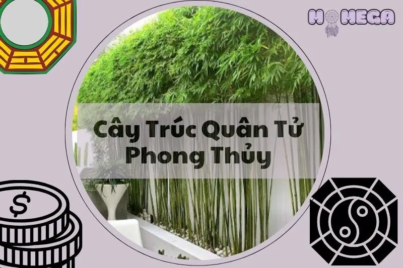 cay-truc-quan-tu-phong-thuy-y-nghia-cach-trong-va-cham-soc