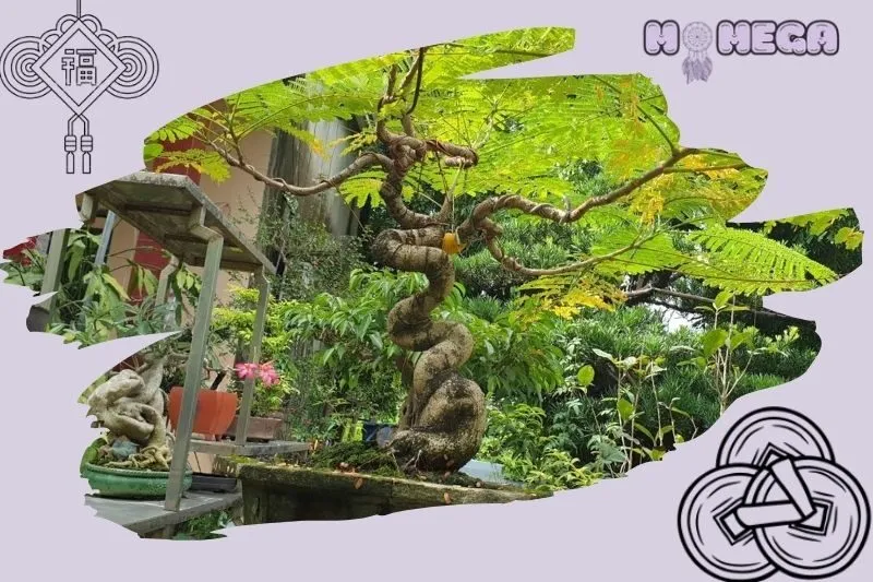 bo-tri-cay-phuong-vi-bonsai-trong-khong-gian-song