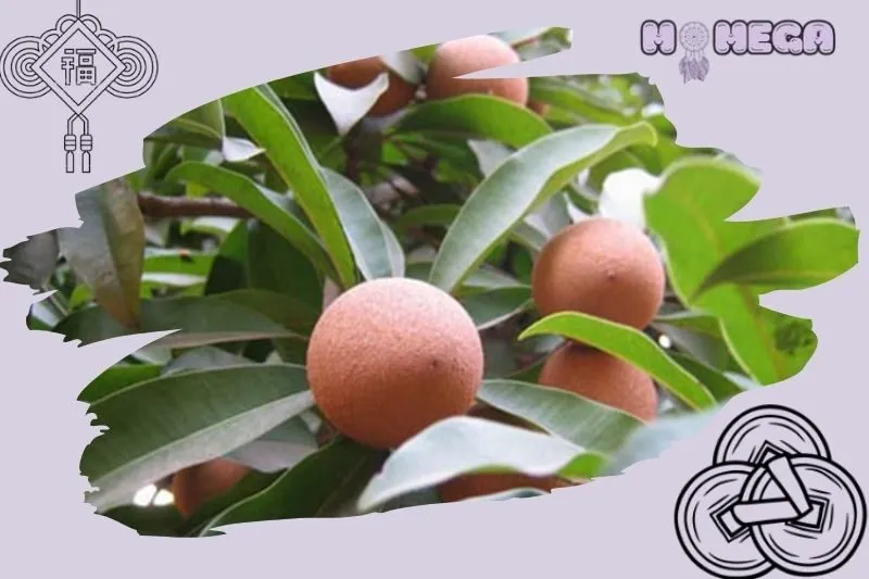 cach-cham-soc-cay-hong-xiem-de-dam-bao-phong-thuy-tot