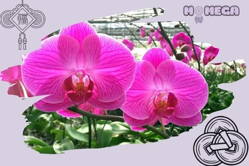 cach-chon-cay-hoa-lan-phong-thuy-theo-ngu-hanh