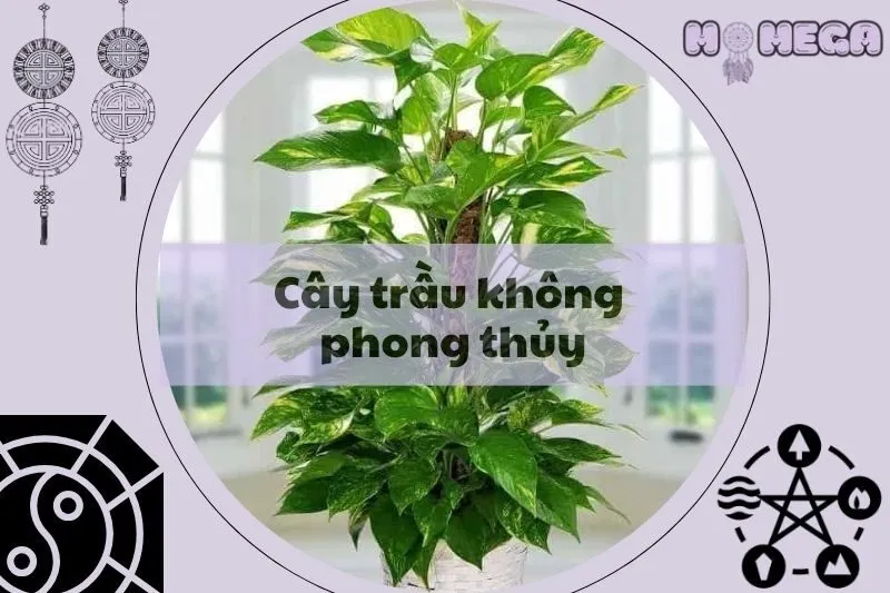 cach-chon-cay-trau-khong-phong-thuy-va-y-nghia-cho-gia-dinh