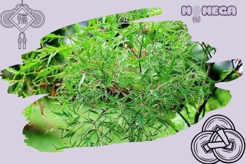 cach-trong-cay-dinh-lang-phong-thuy-dung-cach