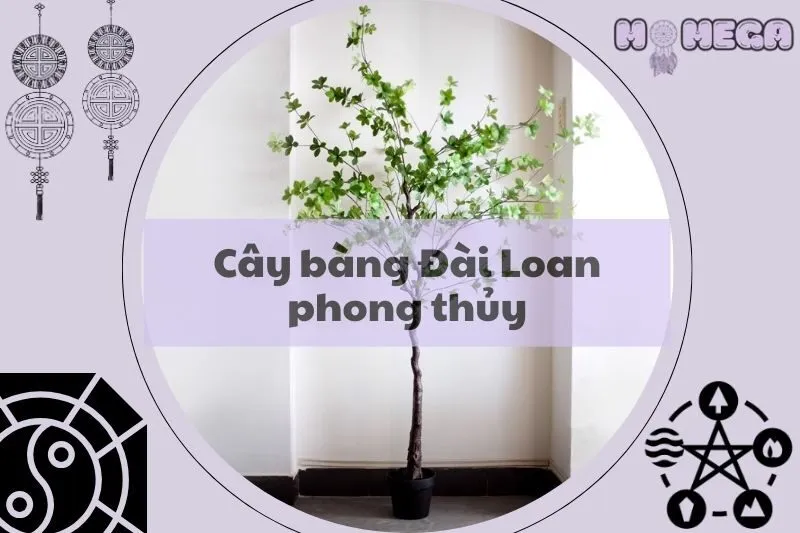 cay-bang-dai-loan-phong-thuy-y-nghia-va-cach-trong-hop-menh