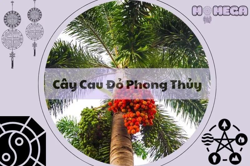 cay-cau-do-phong-thuy-y-nghia-loi-ich-va-cach-cham-soc
