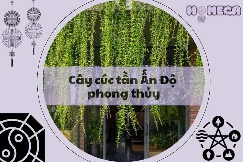 cay-cuc-tan-an-do-phong-thuy-y-nghia-va-cach-trong-hieu-qua