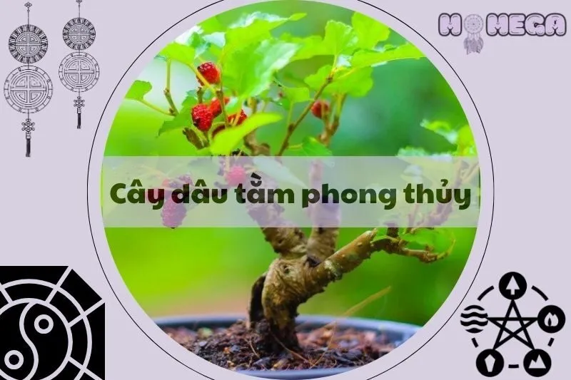 cay-dau-tam-phong-thuy-y-nghia-loi-ich-va-cach-trong-chuan