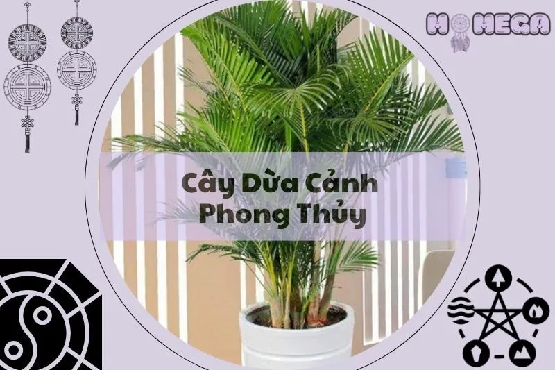 cay-dua-canh-phong-thuy-y-nghia-cach-dat-va-cham-soc