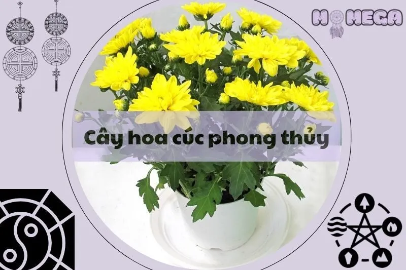 cay-hoa-cuc-phong-thuy-y-nghia-va-cach-trung-bay