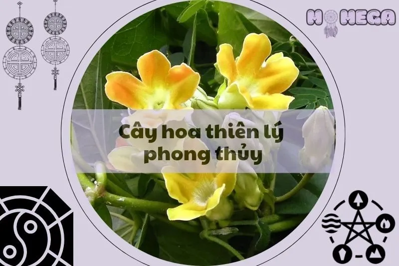 cay-hoa-thien-ly-phong-thuy-y-nghia-va-loi-ich-bat-ngo