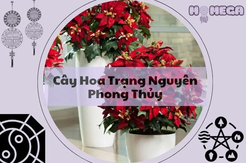 cay-hoa-trang-nguyen-phong-thuy-y-nghia-va-cach-cham-soc
