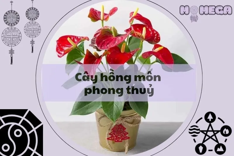 cay-hong-mon-phong-thuy-y-nghia-hop-menh-nao-va-cach-cham-soc
