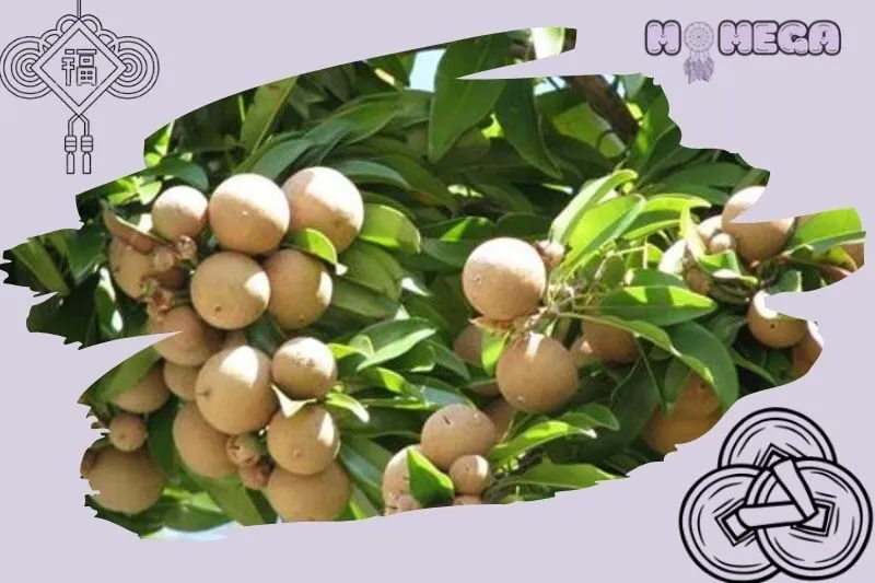 cay-hong-xiem-va-su-ket-hop-voi-cac-yeu-to-phong-thuy-khac