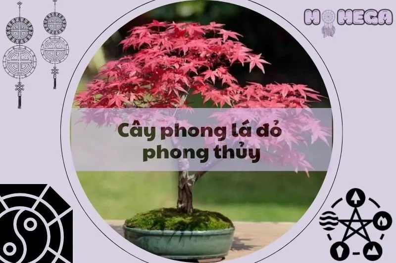 cay-phong-la-do-phong-thuy-y-nghia-va-cach-cham-soc-hop-menh