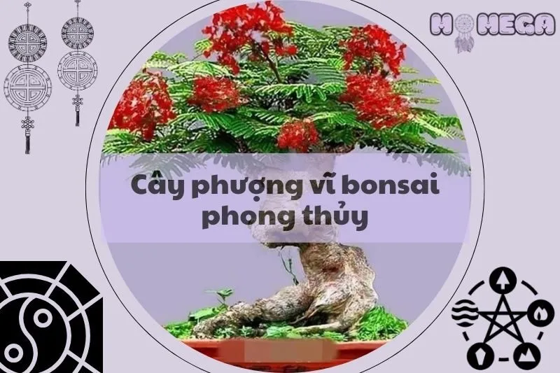 cay-phuong-vi-bonsai-phong-thuy-y-nghia-loi-ich-va-cach-cham-soc