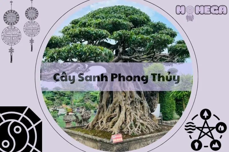 cay-sanh-phong-thuy-y-nghia-cach-cham-soc-va-vi-tri-dat