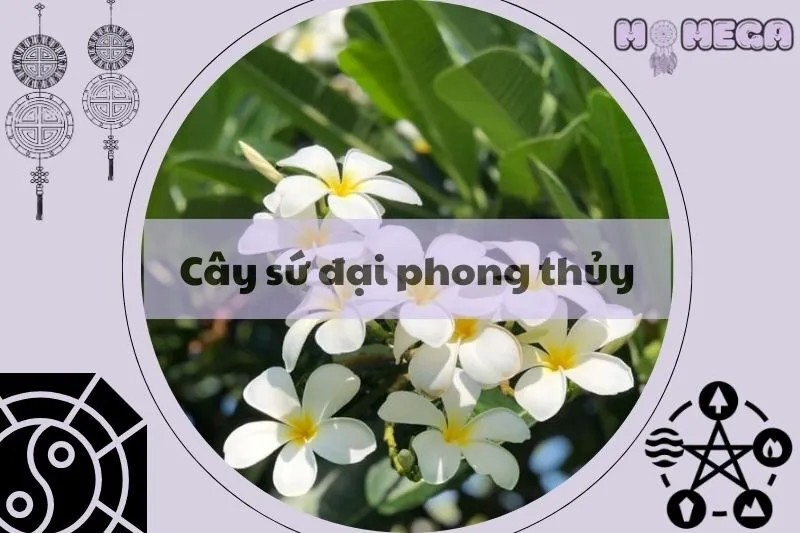 cay-su-dai-phong-thuy-y-nghia-cach-trong-va-cham-soc