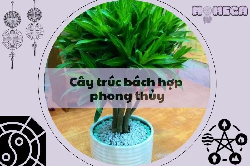 cay-truc-bach-hop-phong-thuy-y-nghia-va-cach-dat-hop-menh
