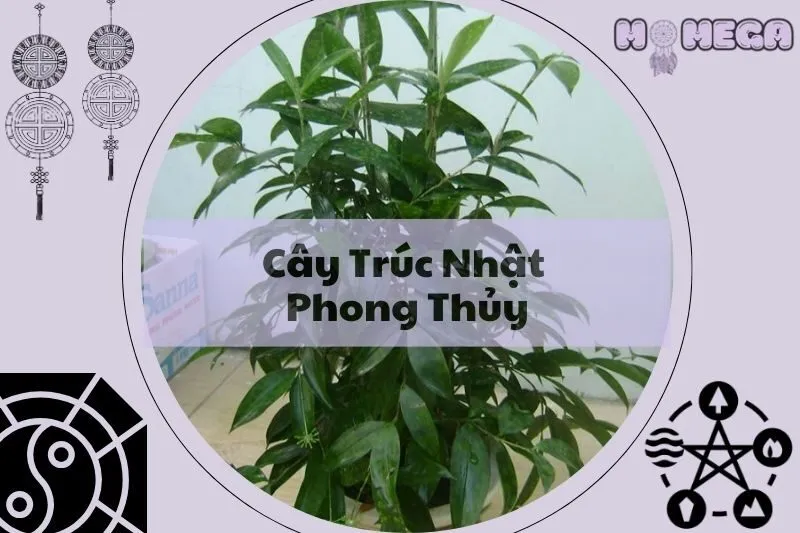 cay-truc-nhat-phong-thuy-y-nghia-cach-trong-va-cham-soc-hieu-qua