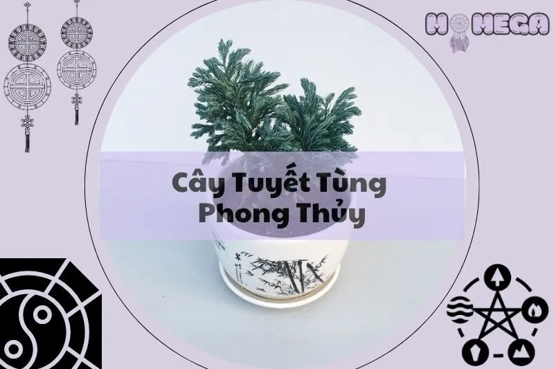 cay-tuyet-tung-phong-thuy-y-nghia-loi-ich-va-cach-trong
