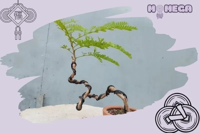 huong-dan-cham-soc-cay-phuong-vi-bonsai