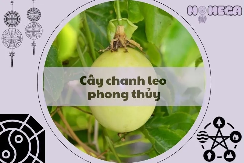 kham-pha-y-nghia-cay-chanh-leo-phong-thuy-va-cach-trong-hop-menh