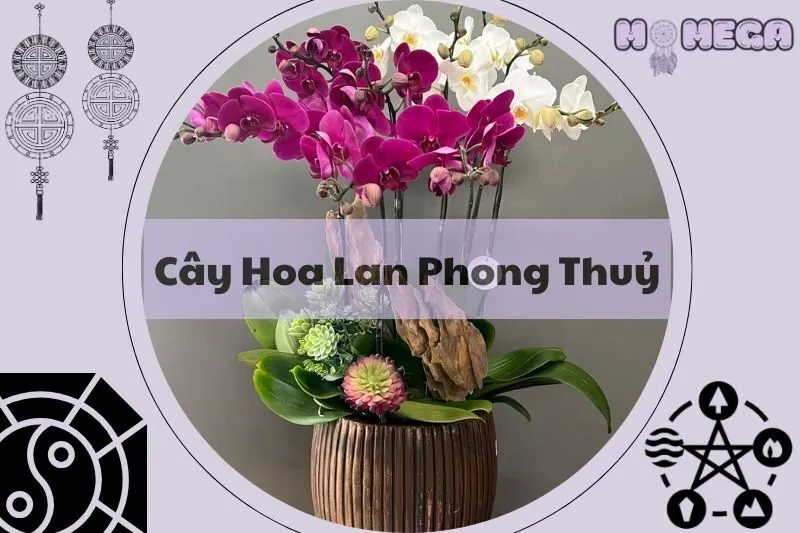 kham-pha-y-nghia-cay-hoa-lan-phong-thuy-va-cach-chon-hop-menh