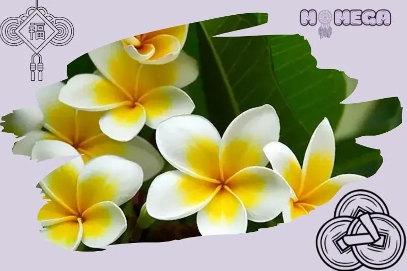 loi-ich-cua-cay-su-dai-trong-doi-song