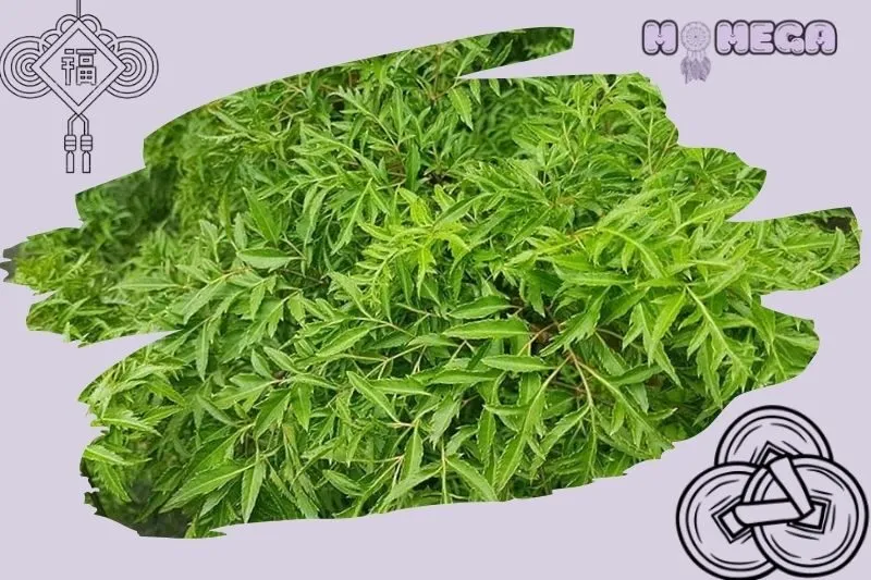 nen-dat-cay-dinh-lang-o-dau-trong-nha-de-hop-phong-thuy