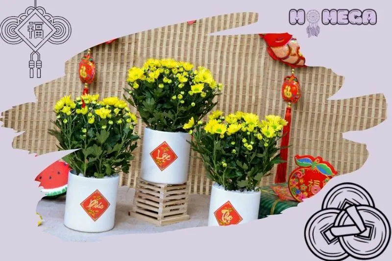 nhung-luu-y-khi-su-dung-cay-hoa-cuc-trong-phong-thuy