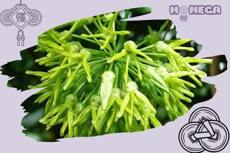 nhung-luu-y-khi-su-dung-hoa-thien-ly