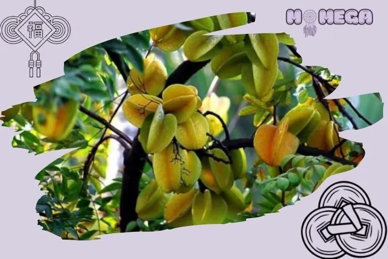 phan-biet-cay-khe-chua-va-cay-khe-ngot-trong-phong-thuy