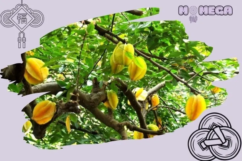 y-nghia-cay-khe-phong-thuy-va-tac-dung-doi-voi-gia-chu