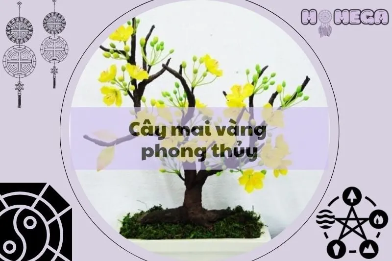 y-nghia-cay-mai-vang-phong-thuy-va-loi-ich-trong-cuoc-song