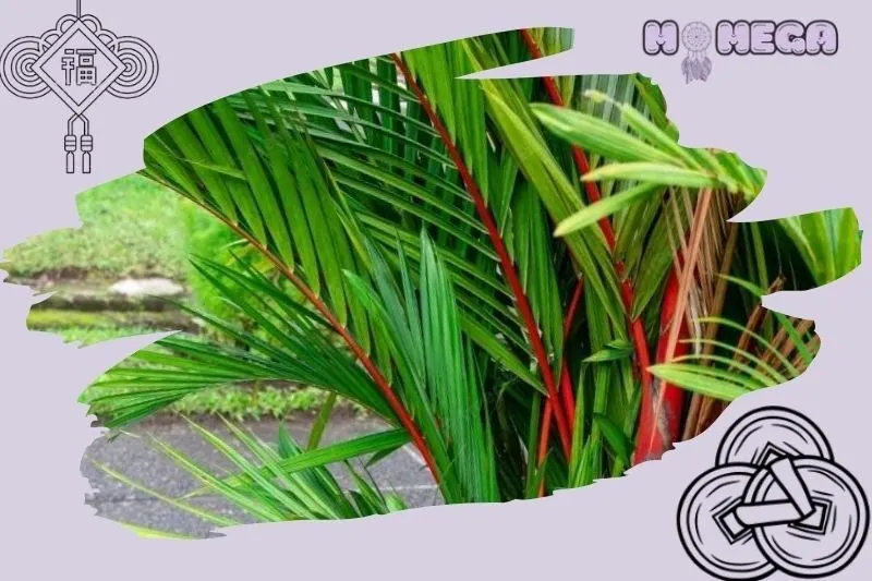 y-nghia-cua-cay-cau-do-phong-thuy