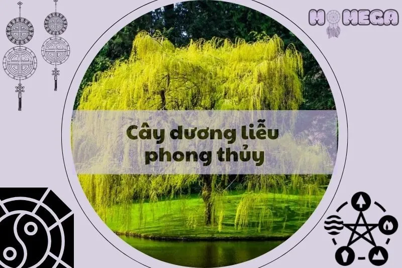 y-nghia-cua-cay-duong-lieu-phong-thuy-tai-loc-va-may-man