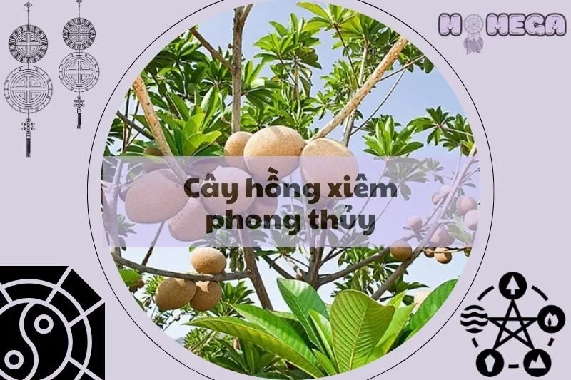 y-nghia-cua-cay-hong-xiem-phong-thuy-tai-loc-va-nang-luong-tich-cuc