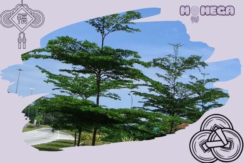 y-nghia-phong-thuy-cua-cay-bang-dai-loan