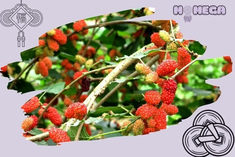 y-nghia-phong-thuy-cua-cay-dau-tam