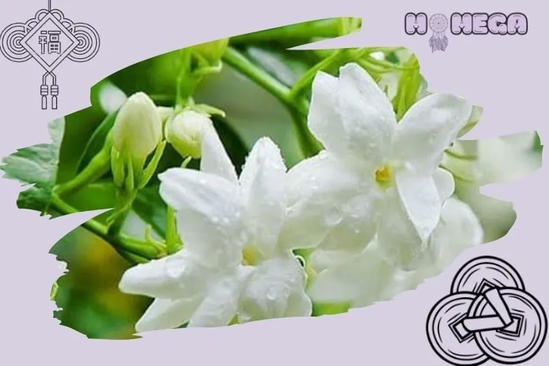 y-nghia-phong-thuy-cua-cay-hoa-nhai