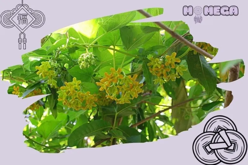y-nghia-phong-thuy-cua-cay-hoa-thien-ly