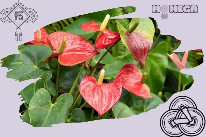 y-nghia-phong-thuy-cua-cay-hong-mon